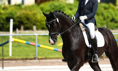 Dressage horse in the trot, photographed diagonally from the front.. © RD-Fotografie