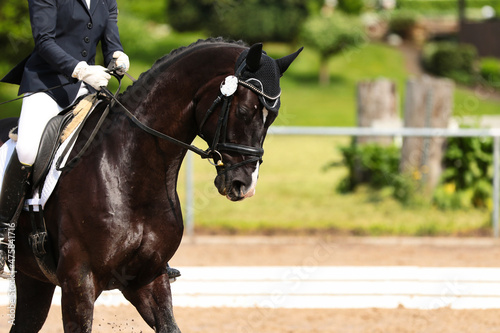 Dressage horse black with star, head portraits with a detail of the rider..