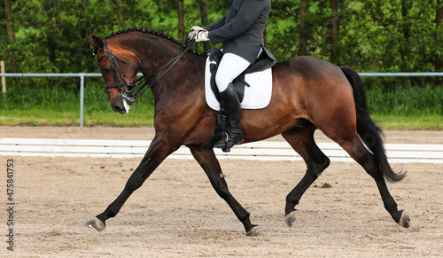 Dressage horse brown with braided mane trotting at a tournament..