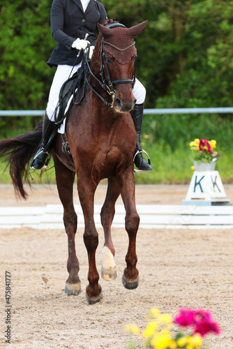Dressage horse with rider from the front changing canter..