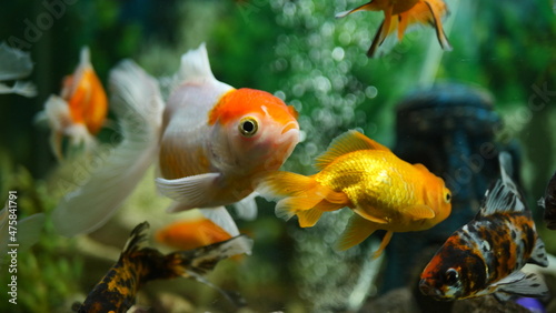 Beautifully colored goldfish swim in the clear aquarium water