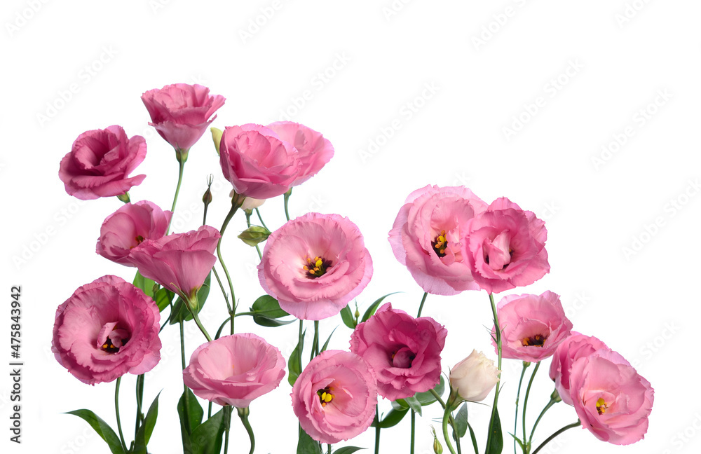 Many pink eustomas on a white background Many pink eustomas on a white background