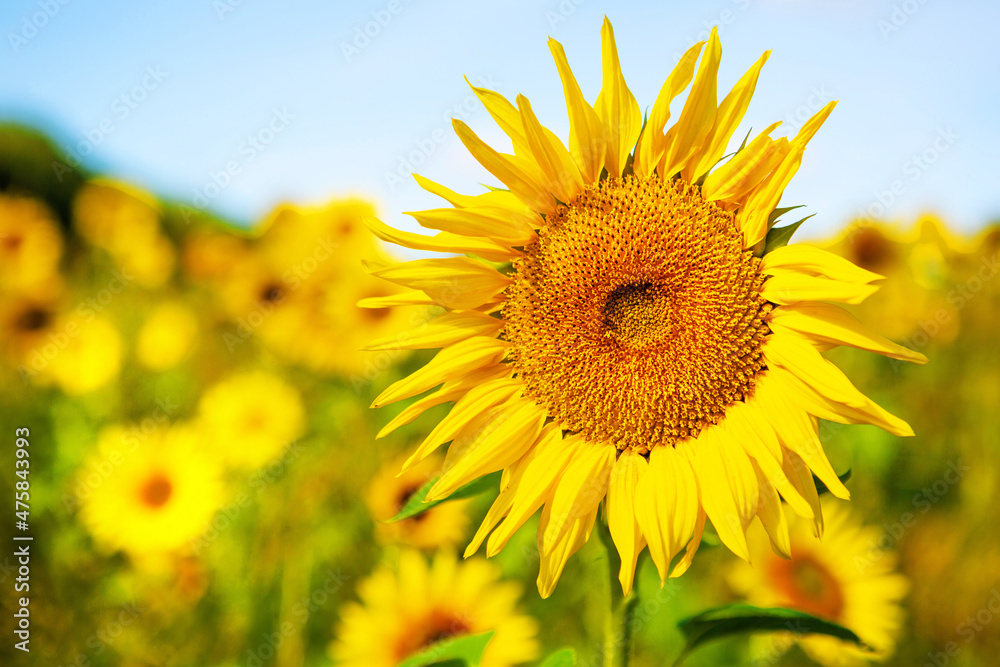 Sunflowers in the field.