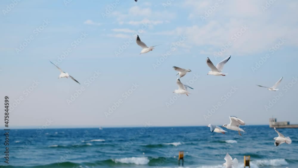 Seagulls and albatrosses soar in the sky in slow motion over the ocean coast, close up video of the flying birds in the blue sky, 4k 60p Seagulls and albatrosses soar in the sky in slow motion over the ocean coast, close up video of the flying birds in the blue sky, 4k 60p