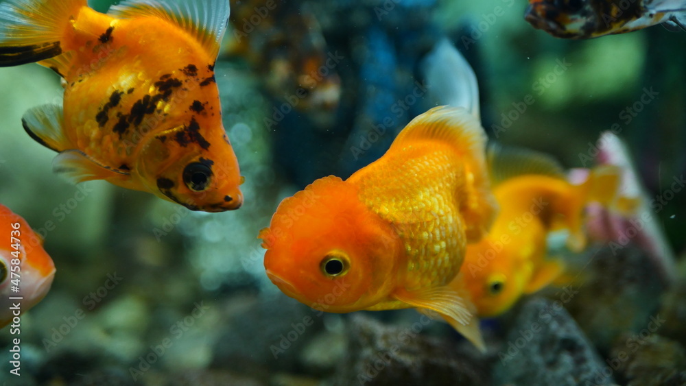 Beautifully colored goldfish swim in the clear aquarium water Beautifully colored goldfish swim in the clear aquarium water
