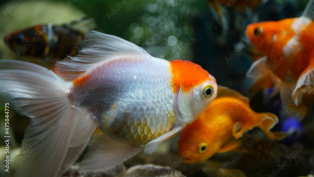 Beautifully colored goldfish swim in the clear aquarium water Beautifully colored goldfish swim in the clear aquarium water