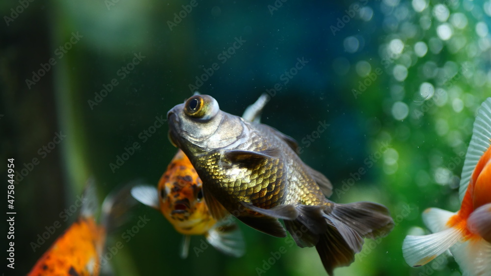 Beautifully colored goldfish swim in the clear aquarium water