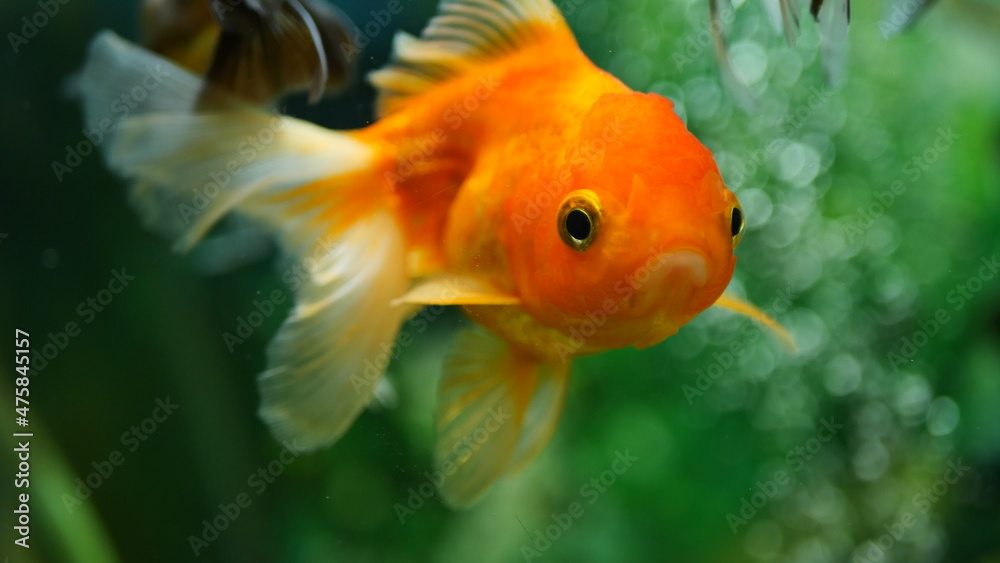 Beautifully colored goldfish swim in the clear aquarium water Beautifully colored goldfish swim in the clear aquarium water