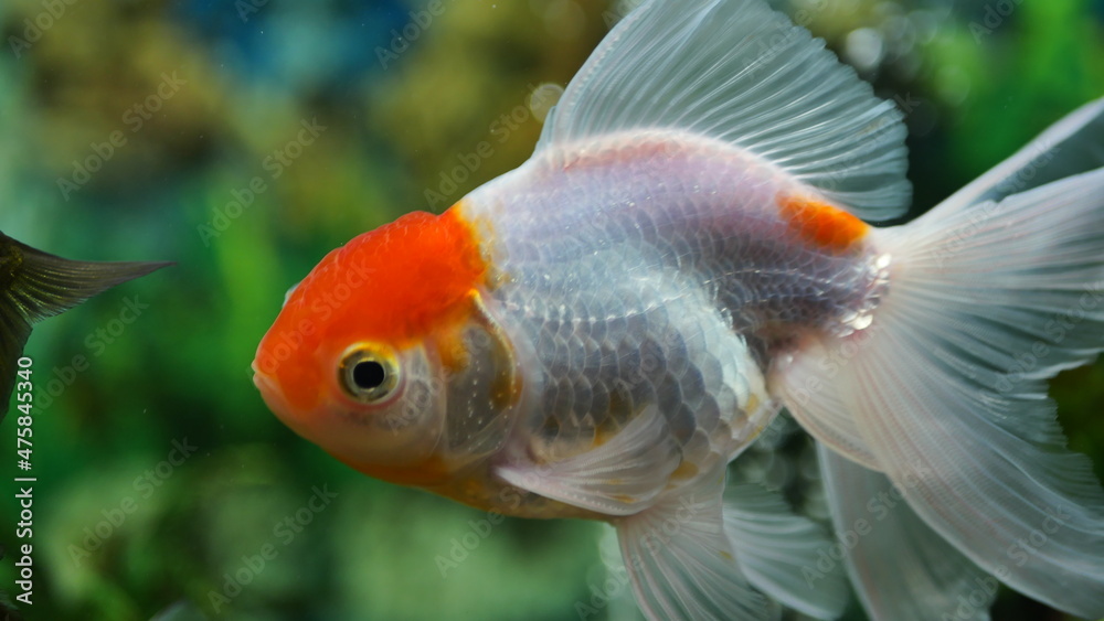 Beautifully colored goldfish swim in the clear aquarium water Beautifully colored goldfish swim in the clear aquarium water