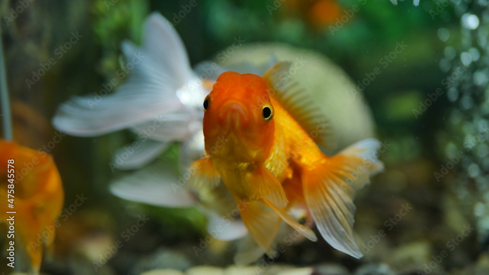 Beautifully colored goldfish swim in the clear aquarium water Beautifully colored goldfish swim in the clear aquarium water