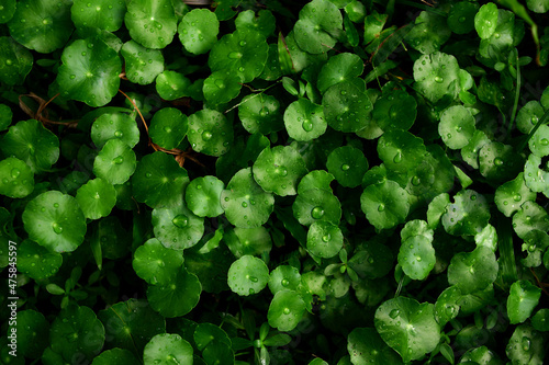 Centella asiatica leaf with water drops in the garden photo