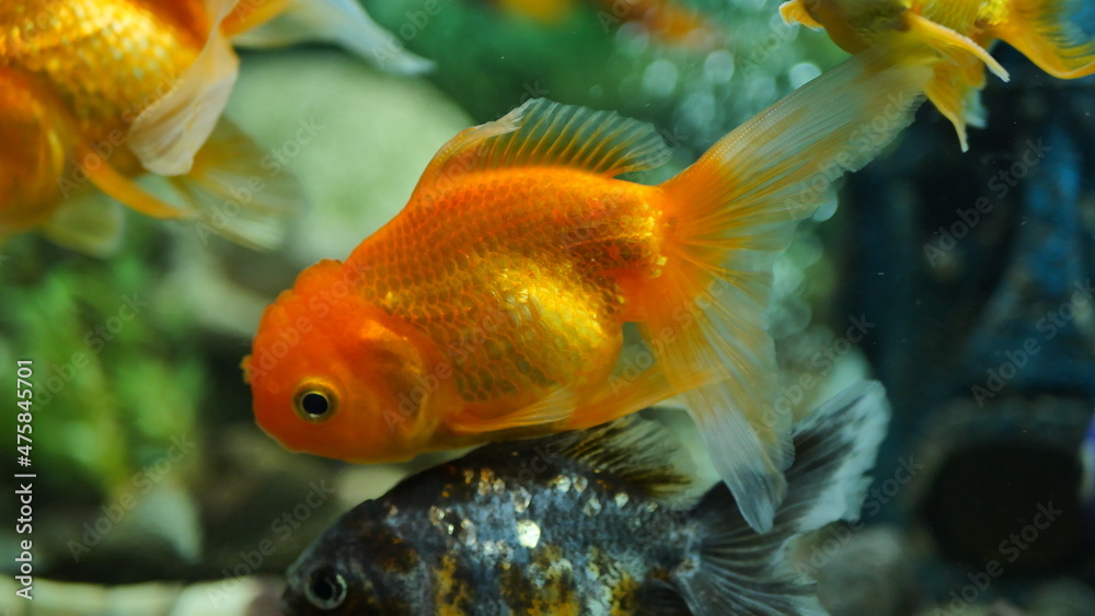 Beautifully colored goldfish swim in the clear aquarium water