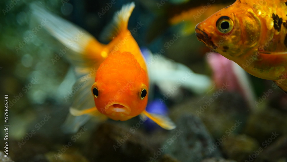 Beautifully colored goldfish swim in the clear aquarium water Beautifully colored goldfish swim in the clear aquarium water