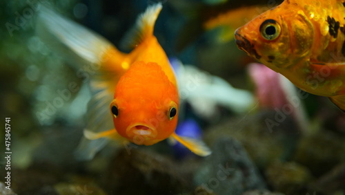 Beautifully colored goldfish swim in the clear aquarium water