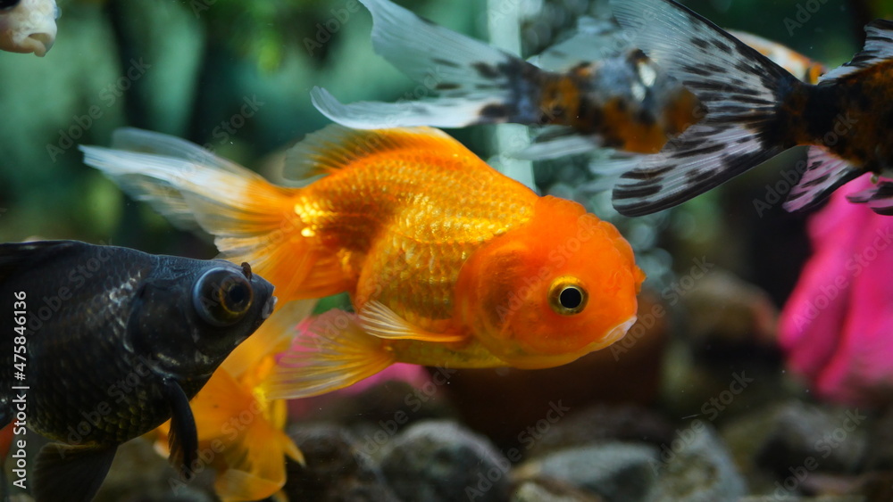 Beautifully colored goldfish swim in the clear aquarium water Beautifully colored goldfish swim in the clear aquarium water