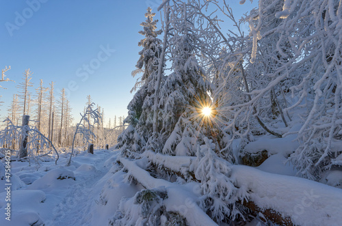 Winterwald im Nationalpark Harz photo