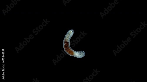 Worm Polychaeta family Ctenodrilidae under a microscope, Order Terebellida. Possibly Ctenodrilus. Detritophages consuming detritus. Red sea photo