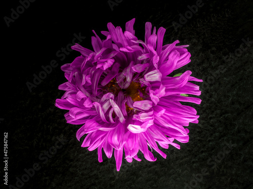 Beautiful flower on black background. Bright and beautiful flower. photo