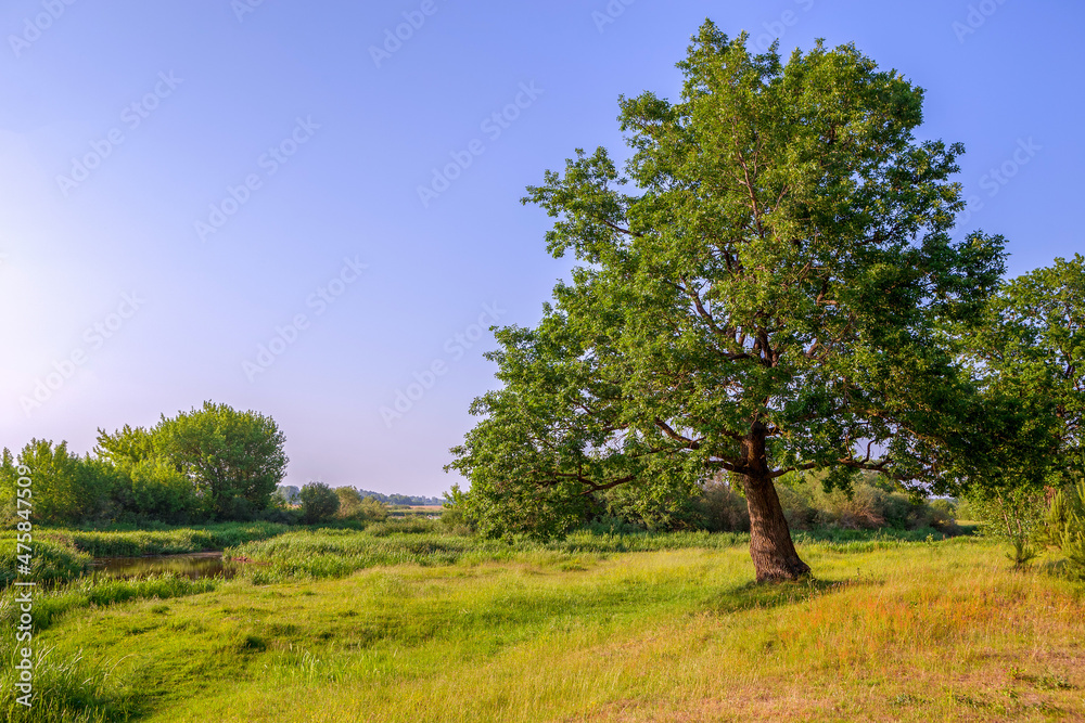 Oak tree. Oak in the meadow
