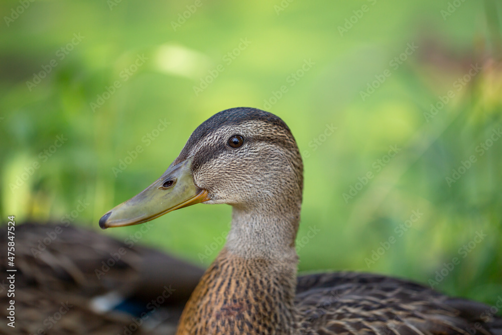 Portrait of a female wild duck sitting on a green background on a summer sunny day. Mallard sitting on a green meadow close-up photo. Waterfowl duck walking on the grass in the summer. Portrait of a female wild duck sitting on a green background on a summer sunny day. Mallard sitting on a green meadow close-up photo. Waterfowl duck walking on the grass in the summer.
