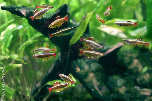 Fotografi Tanichthys albonubes the white cloud mountain minnow in aquarium