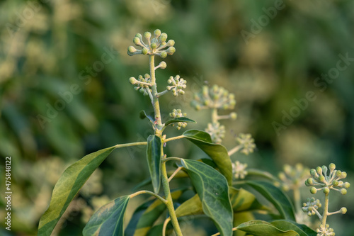 Close up of common ivy  hedera helix  flowers