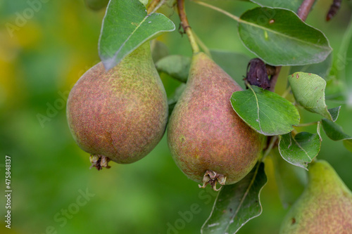 Two garden pears hanging on a branch on a summer sunny day. Red-green pears close-up photo on a summer day.