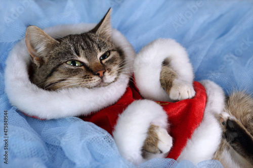 Santa Claus cat lies on a blue background. Portrait of a cat. Kitten with green eyes in a New Year's outfit resting on a blue background. Kitten close up. Happy New Year. Tubby