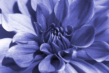Crédence de cuisine Pantone 2022 very peri Dahlia violet très péri gros plan  © tynza