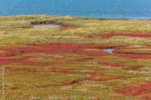 Eine Salzwiese im Naturpark Wattenmeer, ein UNESCO-Welterbe an der Nordseeküste Deutschlands