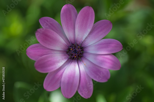 Nahaufnahme einer Bornholmmargerite, aus der Familie der Korbblütler photo