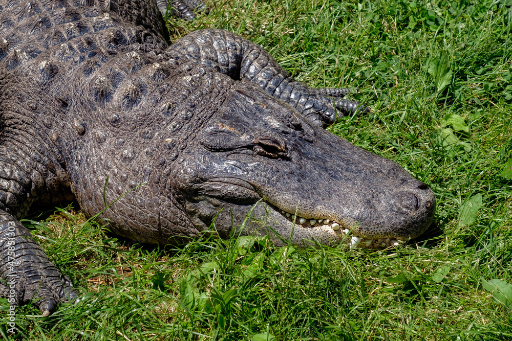 Obraz premium York WIld Kingdom 3