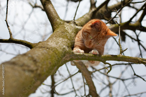 A beautiful red cat trapped in a tree, looking for help. © MAXSHOT_PL