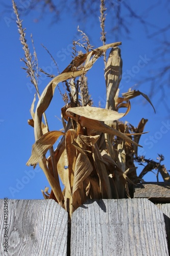 Dry corn stalk as fall decoration.