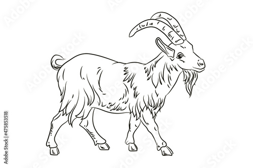 Vector image  goat. Isolated on white background. Black and white drawing  coloring for children.