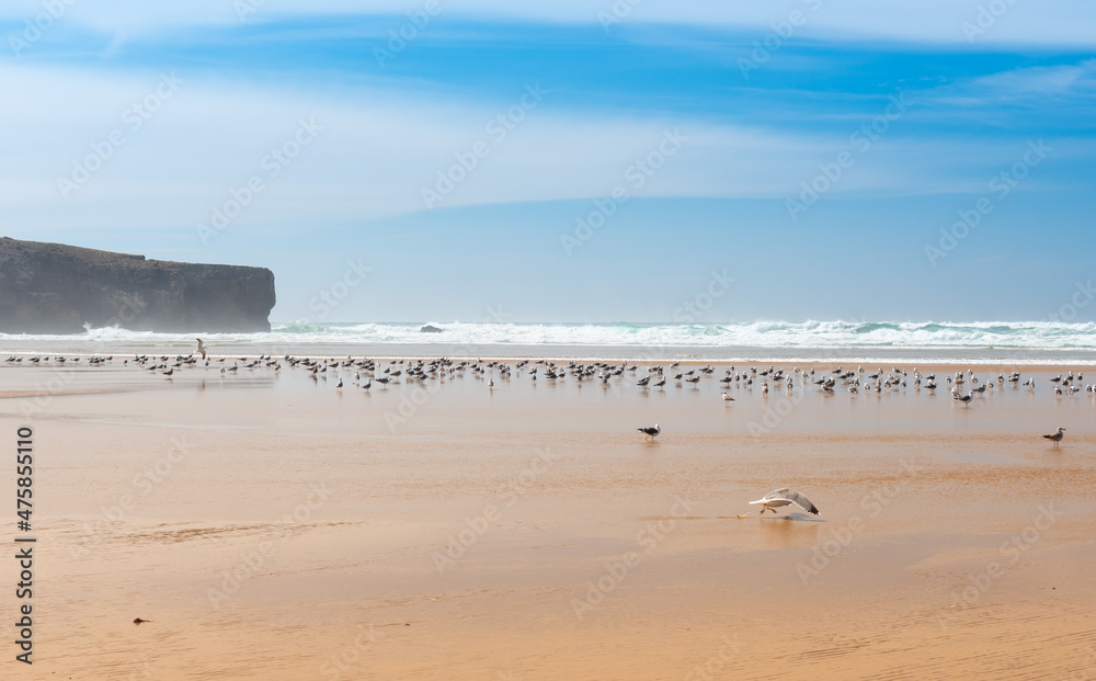 Amoreira Beach near Aljezur. Low season in Algarve, Portugal. Ichthyaetus audouinii or Audouin's Gull birds.