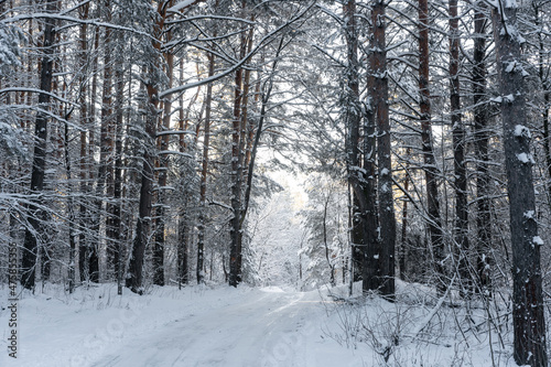 Winding road in winter in the forest