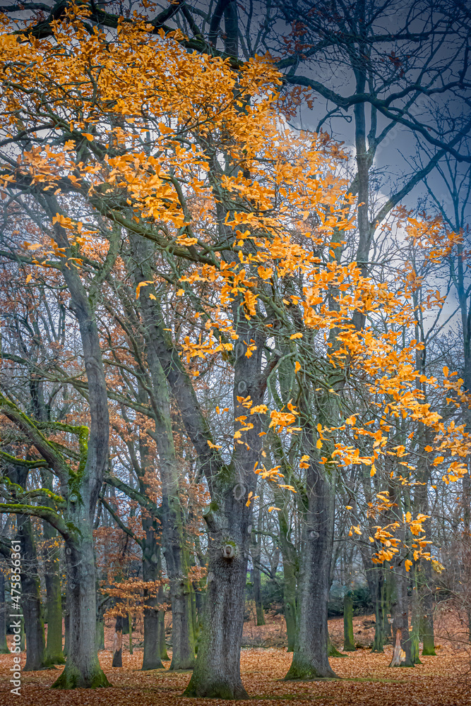 Fall colored orange leaves falloing to the ground in a beech forest