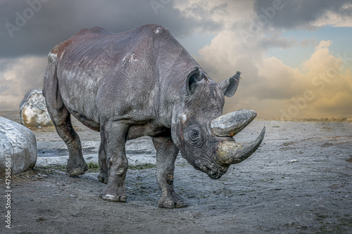 close-up of a rhinoceros standing in the sand photo