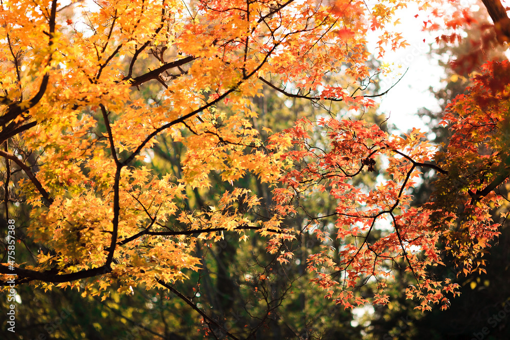 Beijing autumn ditan park view beautiful fall Beijing autumn ditan park view beautiful fall