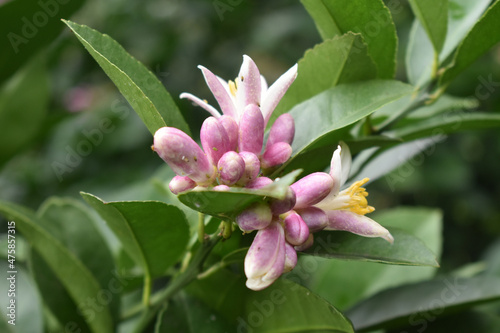 Close-up shot of a pink Meyer lemon flower