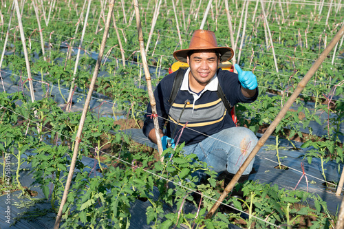 Farmers apply fertilizer in vegetable fields , the perspective of agricultural experts by using a pressure sprayer while fertilizing the vegetable plot