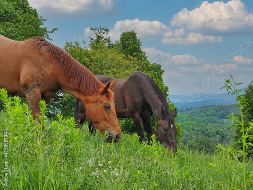 CLOSE UP  Two brown horses graze on a grassy hill in the lush green countryside.