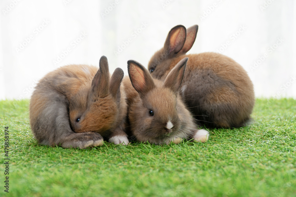 Group tiny furry baby rabbit bunny brown white sitting together on the green grass. Adorable baby bunny playful on the meadow. Easter family animal bunny concept Group tiny furry baby rabbit bunny brown white sitting together on the green grass. Adorable baby bunny playful on the meadow. Easter family animal bunny concept