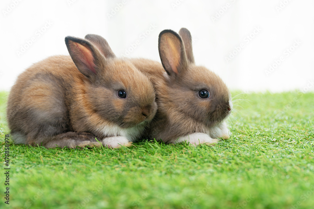 Tiny furry adorable baby rabbit sitting together on the green grass. Two baby brown white bunny playful on the meadow. Easter family animal bunny concept. Tiny furry adorable baby rabbit sitting together on the green grass. Two baby brown white bunny playful on the meadow. Easter family animal bunny concept.
