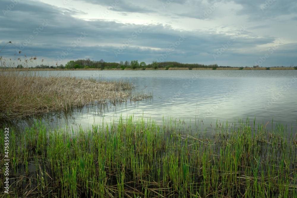 Green reeds on the shore of the lake, Stankow, Poland