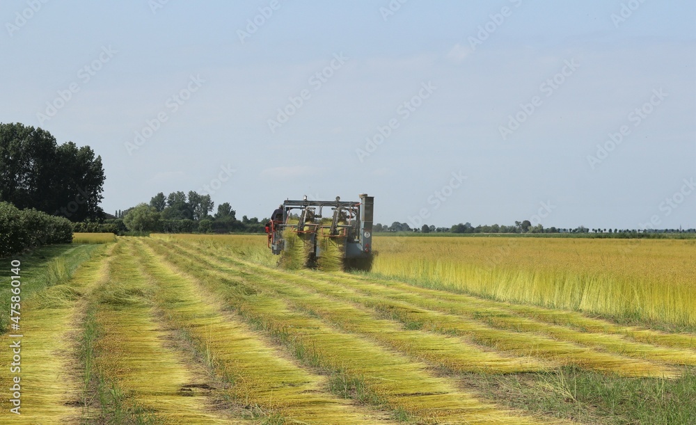 Fototapeta premium a flax puller is pulling out two rows of ripe flax plants in a large field in the dutch countryside in summer