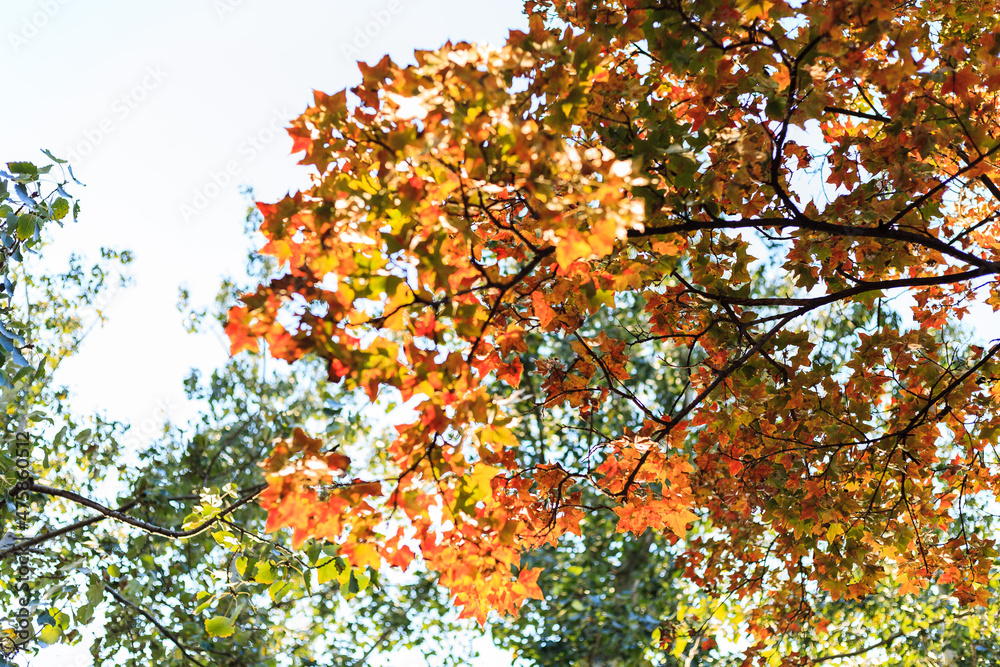 Beijing autumn ditan park view beautiful fall Beijing autumn ditan park view beautiful fall