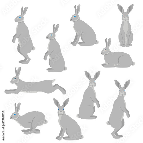  Rabbit or hare isolated vector set