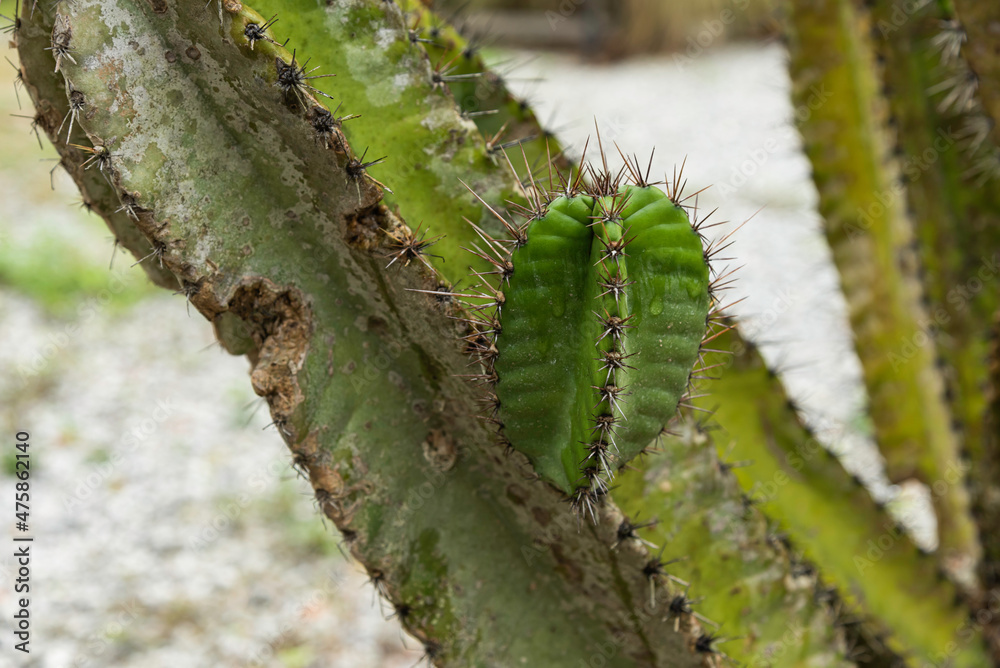 cactus plant in nature.